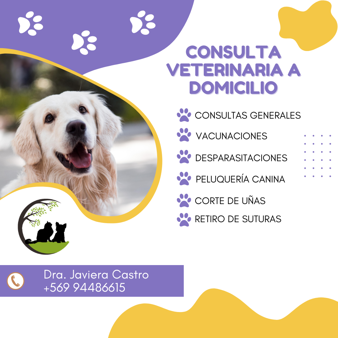 Post de Instagram clínica veterinaria moderno violeta y amarillo.png